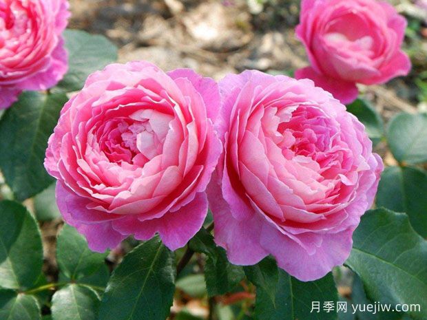 花宮娜月季完美，美麗勤花濃香抗病(圖1)