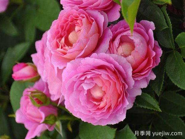 花宮娜月季完美，美麗勤花濃香抗病(圖2)