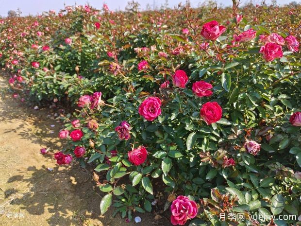 綠籬和月季苗圃除草那么難，怎么做才能事半功半？(圖1)