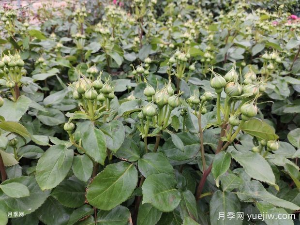 月季花苞顯色后還要施磷鉀肥嗎？(圖1)