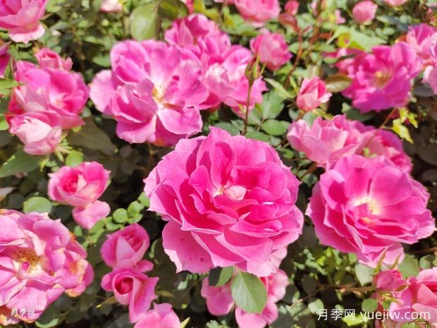 石家莊園林部門(mén)掛月季花裝點(diǎn)高架橋(圖1)