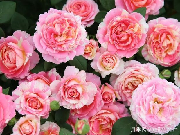 非常漂亮的9種月季花，各具特色絢麗多彩(圖2)