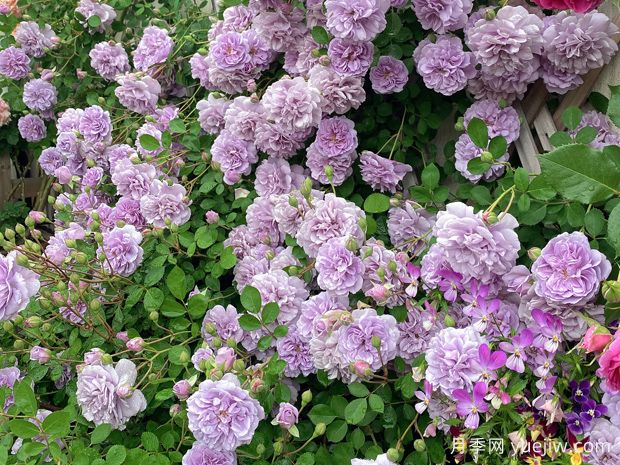 適合陽(yáng)臺的藍色陰雨小型藤本月季，陽(yáng)臺變花墻(圖2)