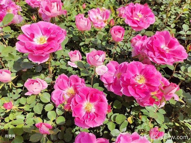 月季花不好養！那是因為你沒(méi)有掌握這幾個(gè)方法(圖1)