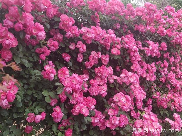 月季花開(kāi)：美了小城，醉了路人(圖1)