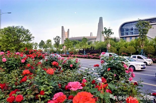 南陽(yáng)月季：展品牌亮點(diǎn) 促花樣經(jīng)濟(圖1)