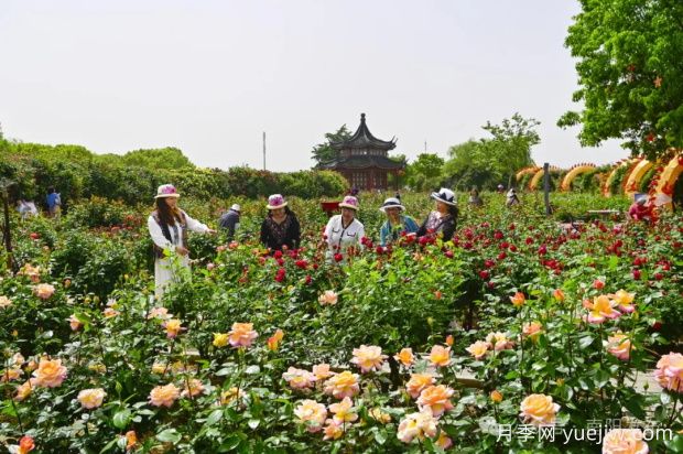 南陽(yáng)月季：展品牌亮點(diǎn) 促花樣經(jīng)濟(圖2)
