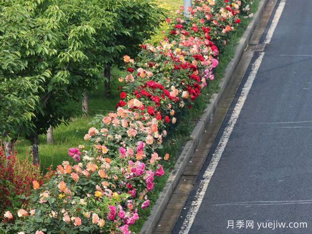 北京環(huán)路隔離帶上的月季到底是什么品種？(圖2)