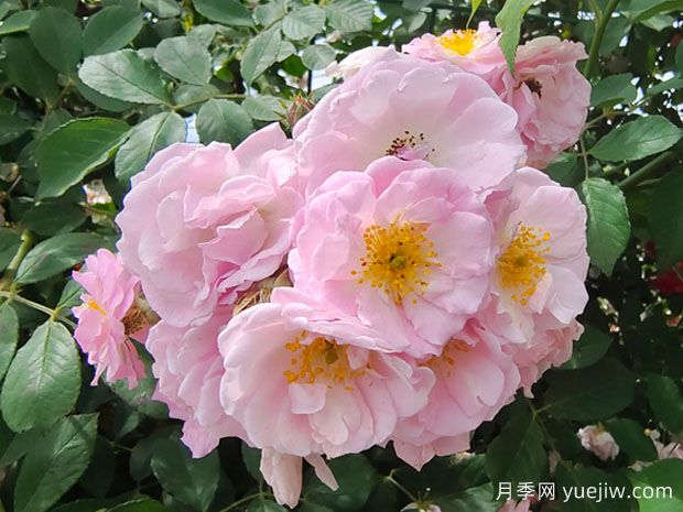 薔薇花，美麗而神秘的花朵(圖1)