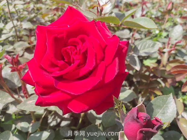十大美麗的切花月季品種，每一種都美爆了(圖3)