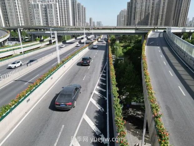 鄭州月季：花開(kāi)鄭好景如畫(huà)，高架月季香滿(mǎn)城(圖1)