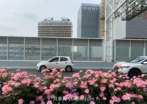 武漢城區主干道和高架橋月季花悄然綻放(圖2)