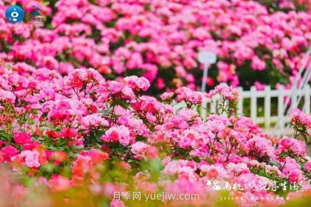 2024年第二屆杭州市月季花展舉辦，賞500萬(wàn)株月季(圖1)