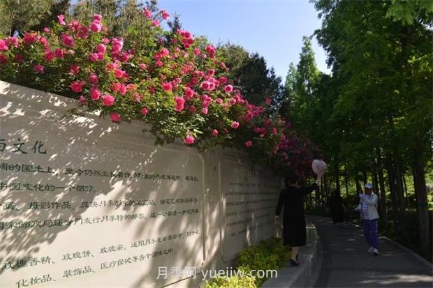 鄭州月季公園40萬(wàn)株月季競相綻放，感受花漾生活(圖2)