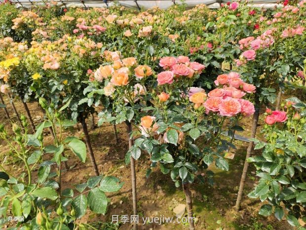多色歐月薔薇桿樹(shù)狀月季棒棒糖月季價(jià)格(圖3)