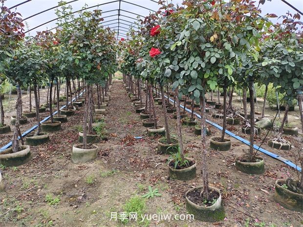 苗木分級怎么分？都有哪些等級？(圖1)