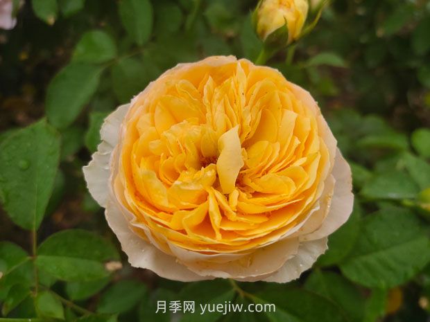從一萬(wàn)種月季花中精選這10種，你喜歡嗎？(圖1)