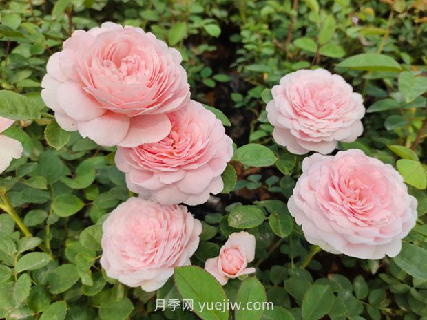 從一萬(wàn)種月季花中精選這10種，你喜歡嗎？(圖4)
