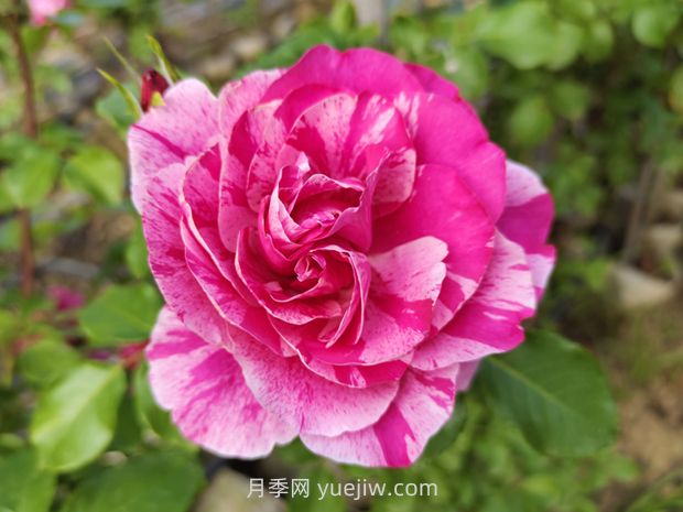 伊蕾莎斯特月季/依蕾莎絲特月季/伊內斯薩斯特雷(圖3)