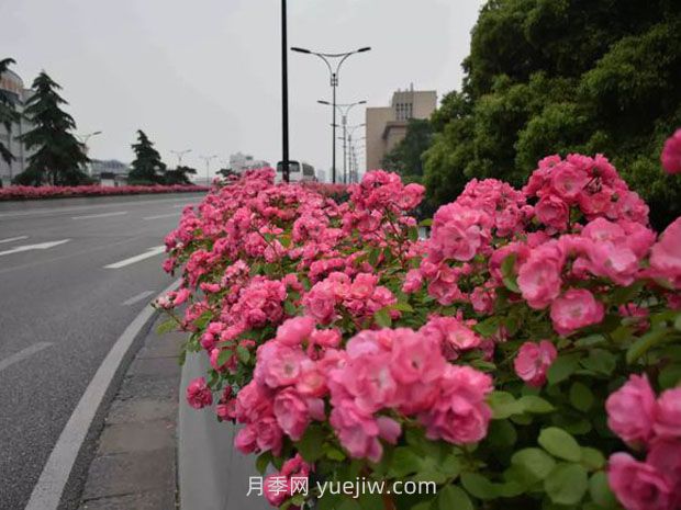現在都流行栽月季嗎？(圖1)