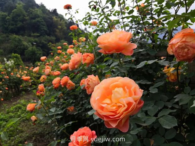 瀘州市古藺大寨花海迷宮進(jìn)入盛花期，打卡高顏值(圖3)