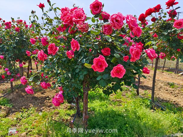 有院子的花友要養幾棵樹(shù)狀月季，花開(kāi)艷麗讓人羨慕(圖1)