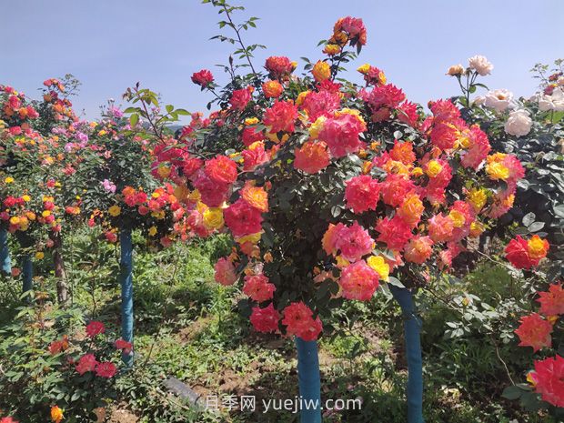 有院子的花友要養幾棵樹(shù)狀月季，花開(kāi)艷麗讓人羨慕(圖2)