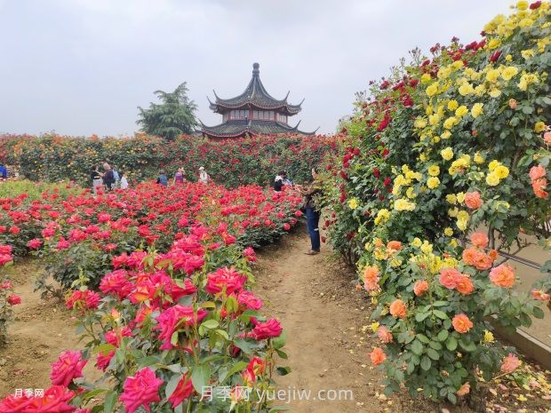 2024年第二屆世界月季博覽會(huì )在南陽(yáng)精彩舉辦(圖3)