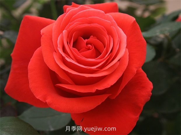 通俗版：薔薇、月季、玫瑰分辨指南(圖2)