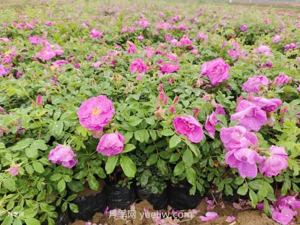 通俗版：薔薇、月季、玫瑰分辨指南(圖3)
