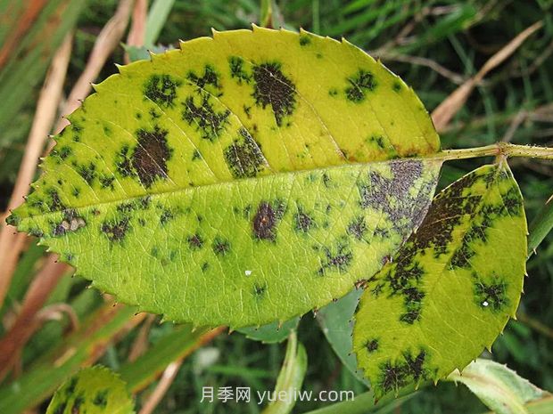 一篇教你學(xué)會(huì )如何看月季葉片認識病蟲(chóng)害(圖2)