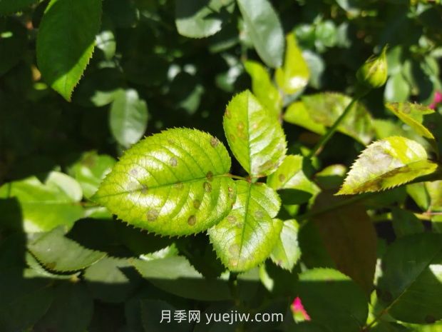 一篇教你學(xué)會(huì )如何看月季葉片認識病蟲(chóng)害(圖4)