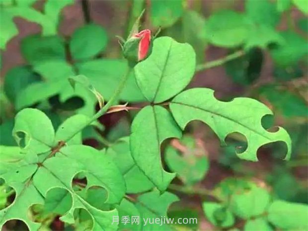 一篇教你學(xué)會(huì )如何看月季葉片認識病蟲(chóng)害(圖7)