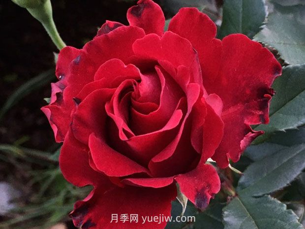 堪稱(chēng)塑料花的紀念芭芭拉月季，花美還耐開(kāi)(圖1)