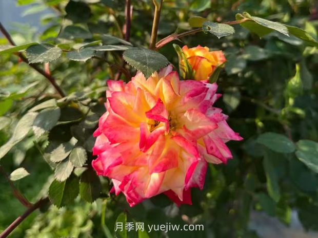 一個(gè)品種能開(kāi)3種以上的顏色，變色龍藤彩虹月季(圖2)