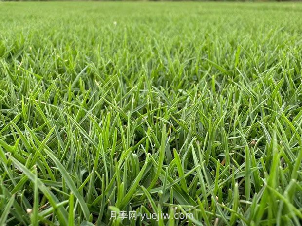 草坪種類(lèi)那么多，你都弄清楚了嗎？(圖2)