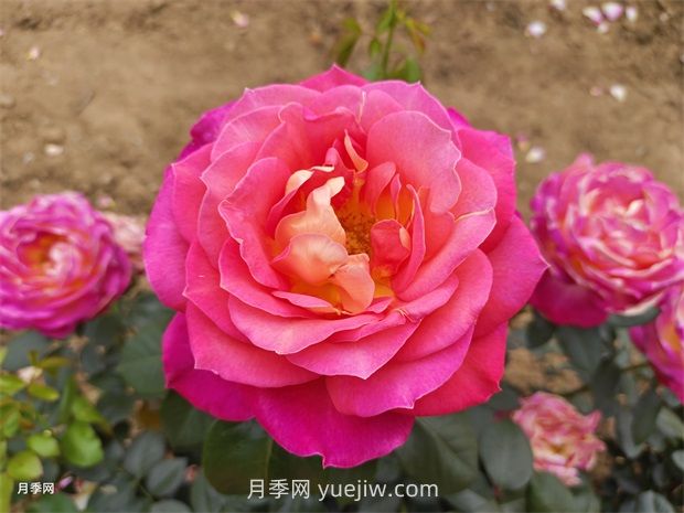 玫瑰的節日：世界各地的玫瑰慶典(圖1)