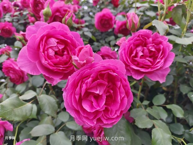 中國十大花卉緣何未納玫瑰花？(圖1)
