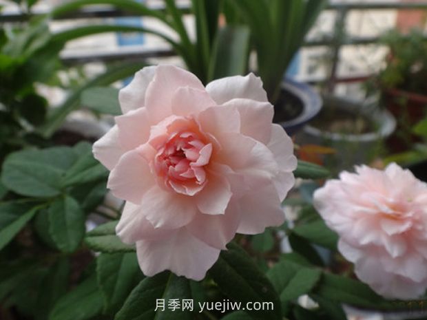 花見(jiàn)小路月季/花間小路(圖1)