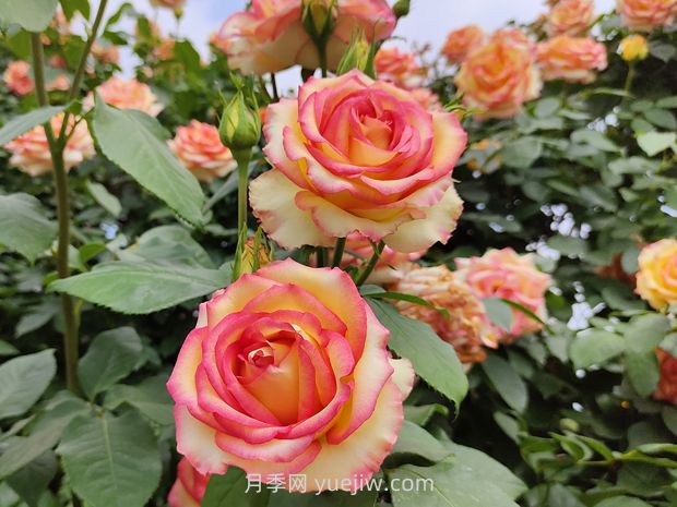 月季花開(kāi)花少？做好這2點(diǎn)，花苞長(cháng)得多，花量翻倍開(kāi)(圖1)