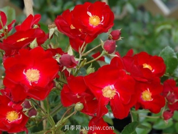 紅色天鵝絨地毯優(yōu)缺點(diǎn)，適合華南的耐濕熱月季(圖2)