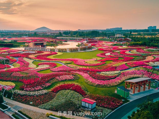 南陽(yáng)世界月季大觀(guān)園：游客盛贊月季 祝福南陽(yáng)(圖1)
