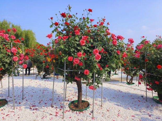 南陽(yáng)中國月季園：五一賞花好去處 千畝月季花開(kāi)正艷(圖2)