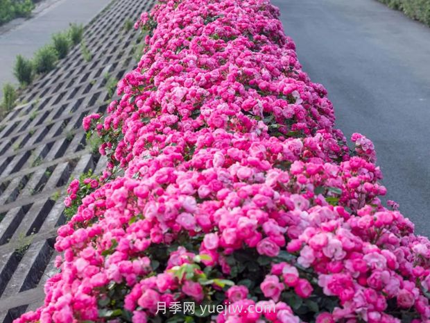 月季天花板，上海濱江森林公園浪漫的月季花墻盛開(kāi)(圖2)