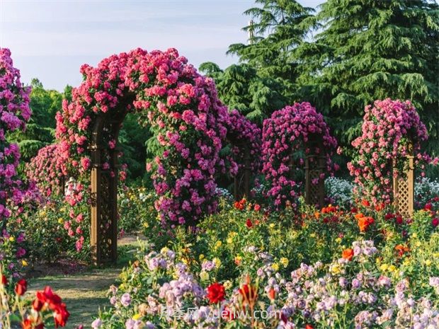 月季天花板，上海濱江森林公園浪漫的月季花墻盛開(kāi)(圖1)