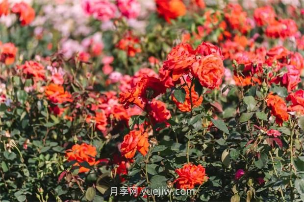 月季天花板，上海濱江森林公園浪漫的月季花墻盛開(kāi)(圖3)