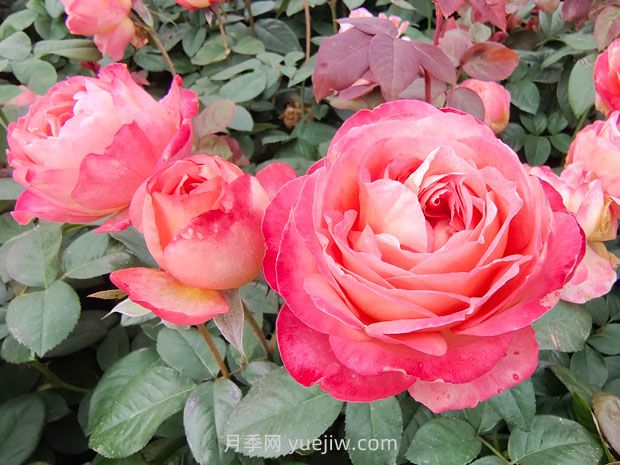 春季養護：花灌木修剪要點(diǎn)(圖1)