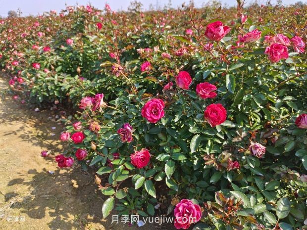 六月份園林養護要點(diǎn)(圖1)