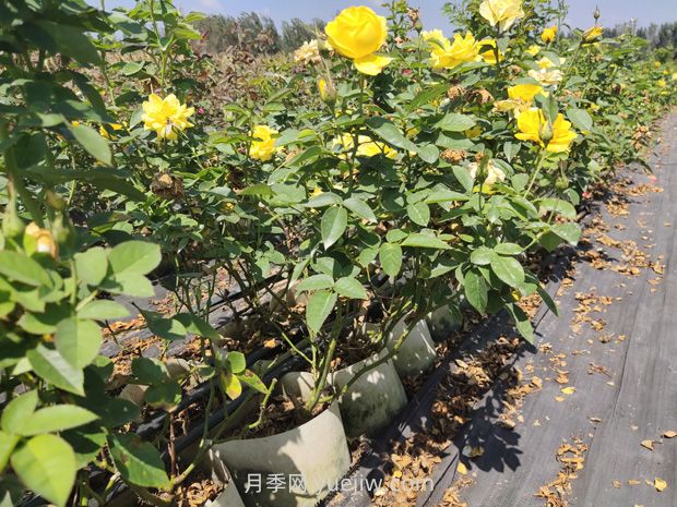 苗木葉片發(fā)黃怎么辦？原因分析和解決施策(圖1)