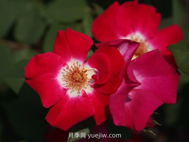 月季新品爭奇斗艷，是如何培育出來(lái)的？(圖2)